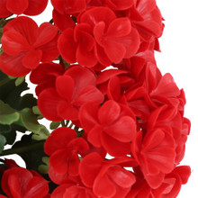 Geranium UV Bush 15 Inch Red