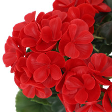 Geranium UV Bush 9 Inch Red