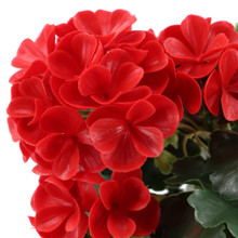 Geranium UV Bush 9 Inch Red