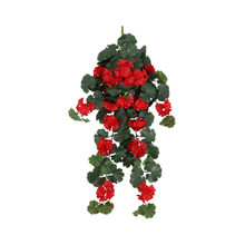 Geranium Hanging UV Plant 30 Inch Red