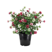 Clover Potted UV Plant 13.5 Inch Mixed