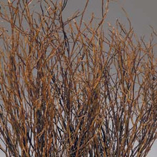 SWEET HUCK BRANCHES - NATURAL - (22-26") - 12 BUNCHES
