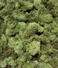 REINDEER MOSS - LIGHT GREEN - 4 OZ PKG - 12 PKGS/CS