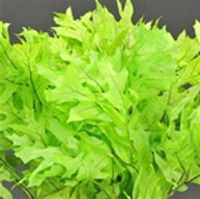 TRANSPARENT OAK LEAVES - CHARTREUSE - 25 BUNCHES/CS