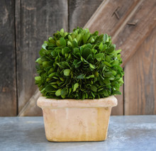 PRESERVED BOXWOOD BALL IN SQUARE POT - 8 INCH