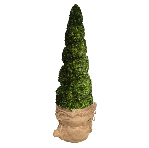 PRESERVED BOXWOOD SPIRAL TOPIARY - 75 INCH