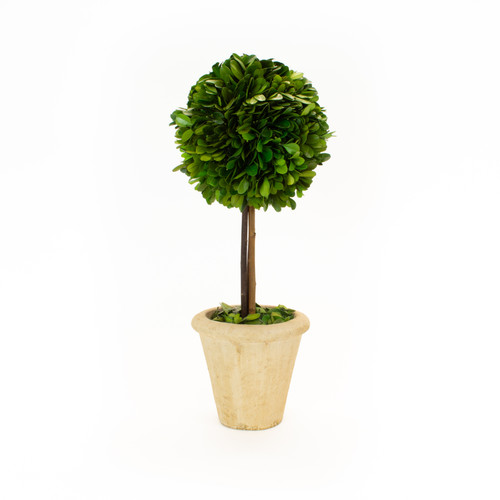 PRESERVED BOXWOOD TOPIARY - SINGLE BALL - 16"