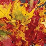 TRANSPARENT OAK LEAVES - HARVESTONE - 50 BUNCHES/CS - 8OZ