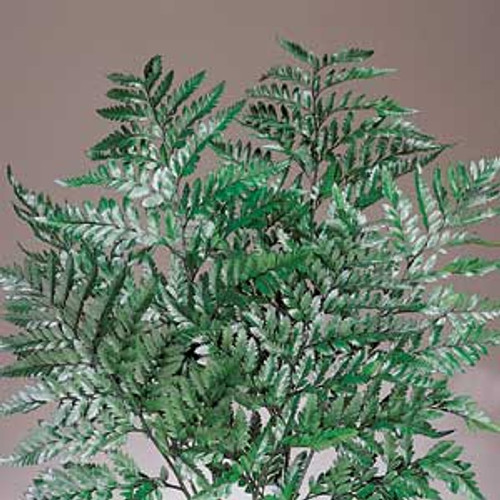 LEATHERLEAF GREEN - 12 BUNCHES