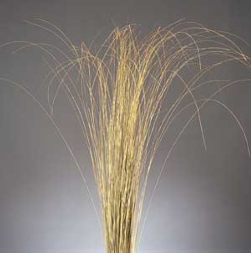 FOUNTAIN GRASS - GRASS GREEN