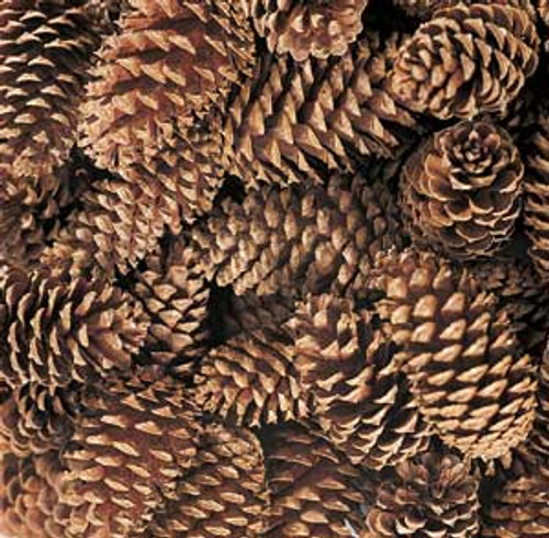 MEDIUM PINE CONES - NATURAL - 3"- 4" - 100 PCS