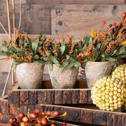 POTTED AMARANTH - AMBER