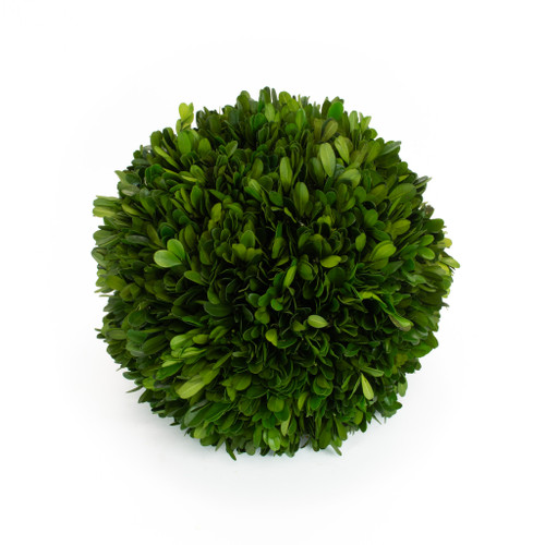 Boxwood Ball Preserved 10 Inch