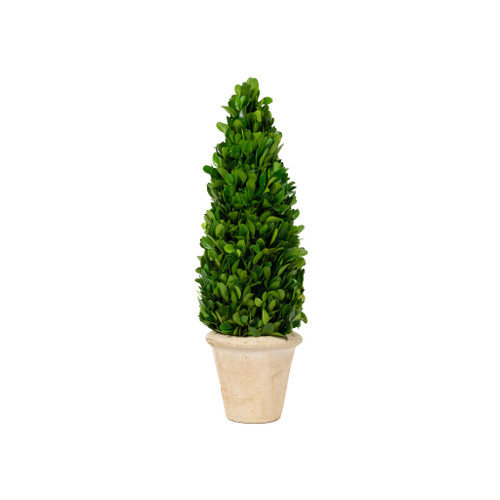 PRESERVED BOXWOOD TOPIARY CONE - 16 INCH