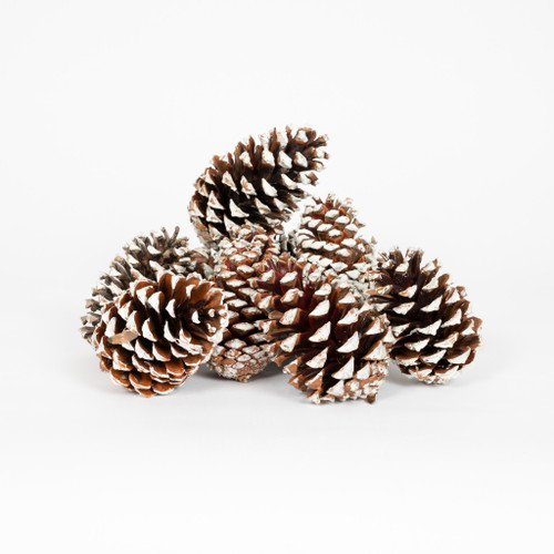 PINE CONE MARITIMA WHITE TIP - 12 PIECES