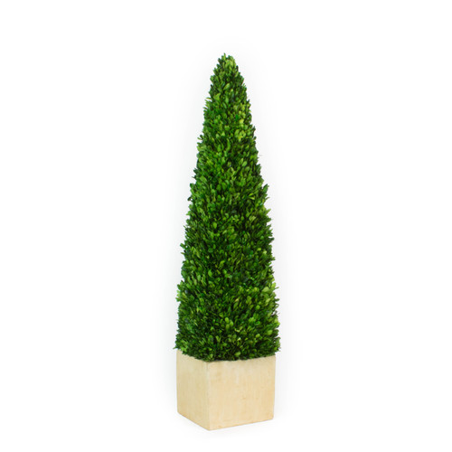 PRESERVED BOXWOOD 43" OBELISK