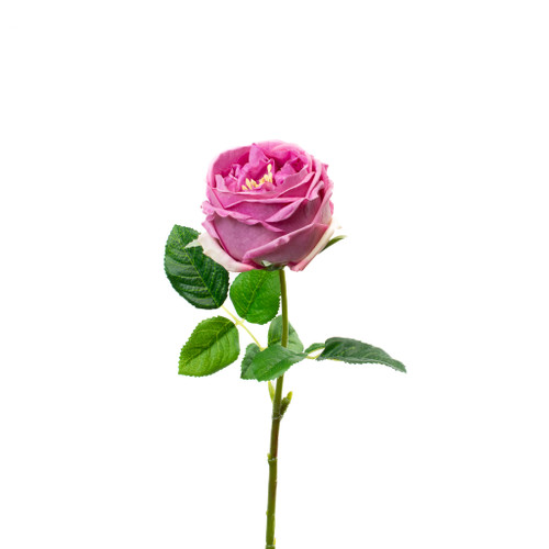 REAL TOUCH MAUVE 17" ENGLISH ROSE