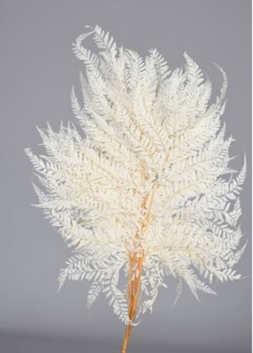 MINI FERN BLEACHED - 10 PCS - PACKED 12/CS