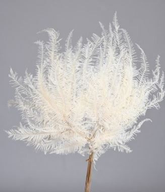 MOUNTAIN FERN BLEACHED - 10 PCS - PACKED 12/CS