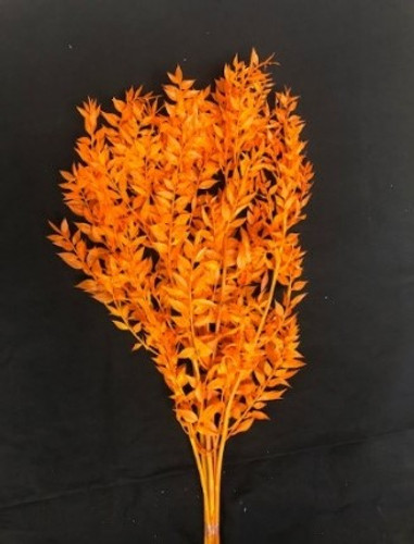 RUSCUS PRES APRICOT - APPROX 6 PCS - PACKED 12/CS