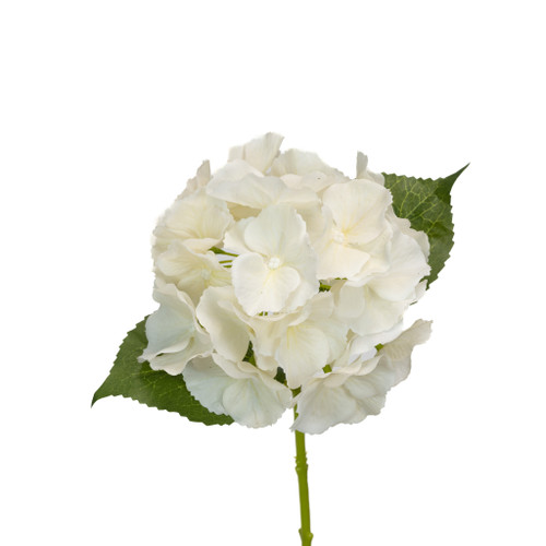 Hydrangea Real Touch Ivory 14"