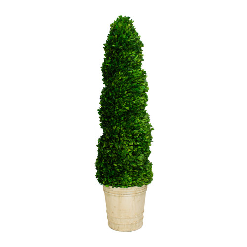 PRESERVED BOXWOOD TOPIARY - SPIRAL - 51 INCH