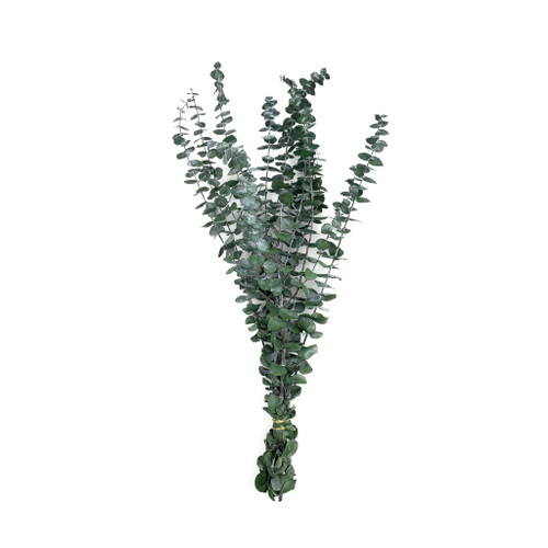 PRESERVED BABY EUCALYPTUS - FROSTED GREEN - 4 OZ
