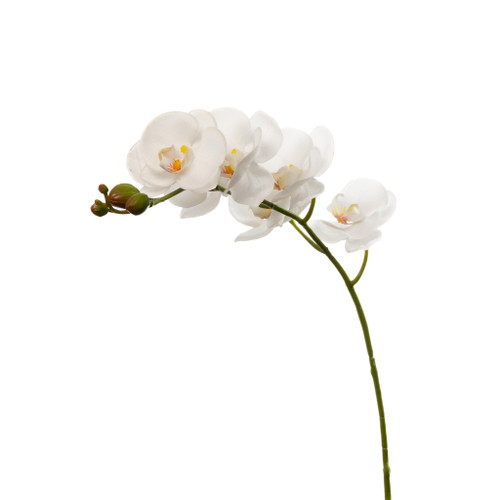 REAL TOUCH PHALAENOPSIS ORCHID WHITE - 38 INCH