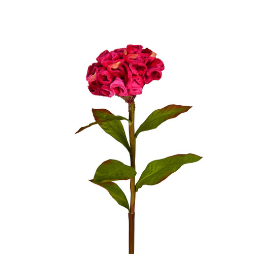 CELOSIA STEM - 24 INCH - PINK
