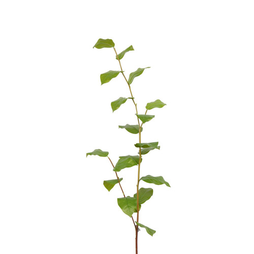 SALAL LEAF BRANCH - 44 INCH