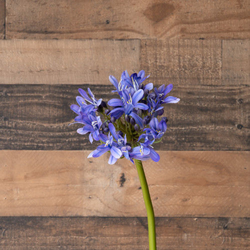 AGAPANTHUS STEM - 27 INCH - PURPLE