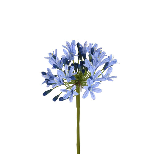 AGAPANTHUS STEM - 27 INCH - BLUE