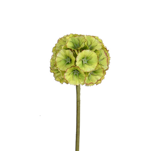 SCABIOSA STEM - 23 INCH - GREEN