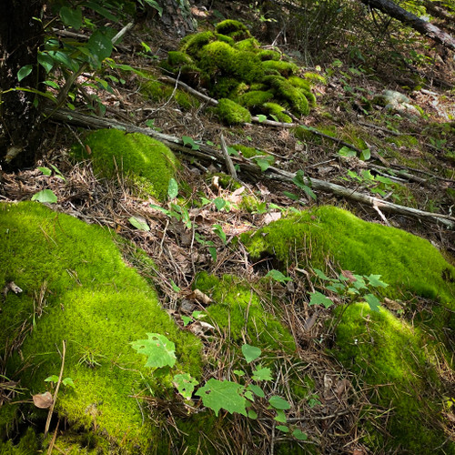 MOOD MOSS NATURAL - BOX