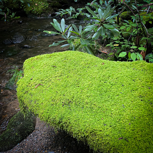 SHEET MOSS NATURAL - BOX