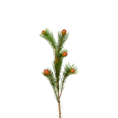 Protea Berry Nana Stem 27 Inch