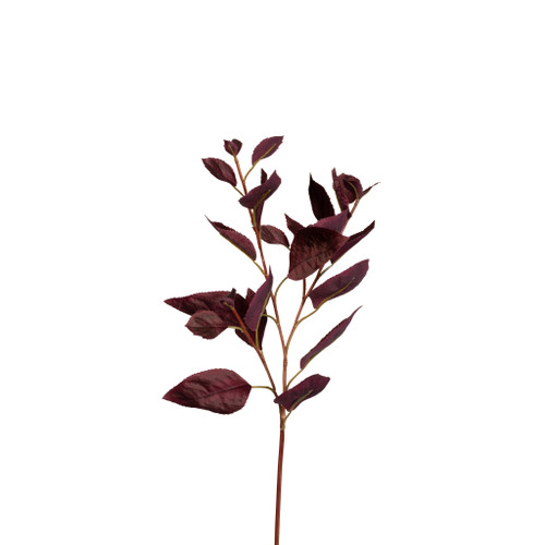 Coleus Stem Burgundy 30 Inch