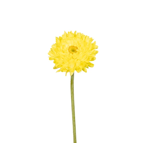 Helichrysum Stem Yellow 19 Inch