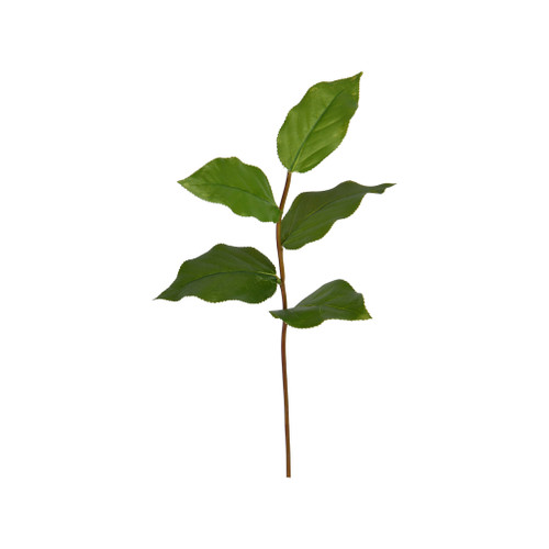Salal Leaf Pick 14 Inch
