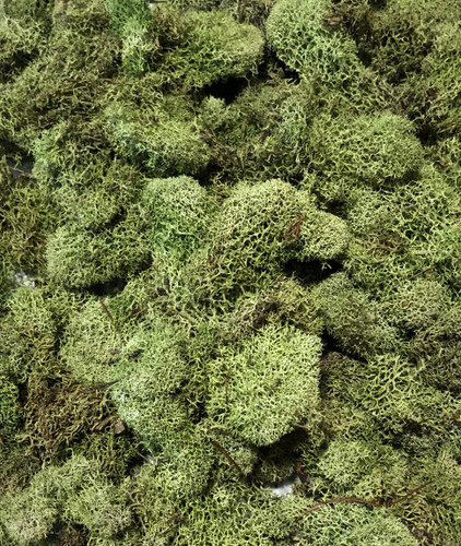 REINDEER MOSS - LIGHT GREEN - 4 OZ PKG - 12 PKGS/CS