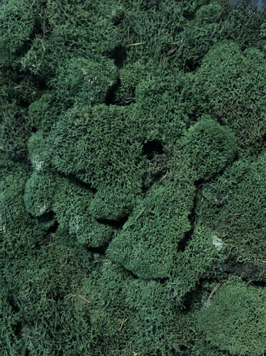 REINDEER MOSS - GREEN - 4 OZ PKG - 12 PKGS/CS