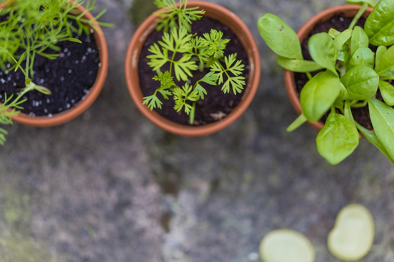 All About Those Herbs