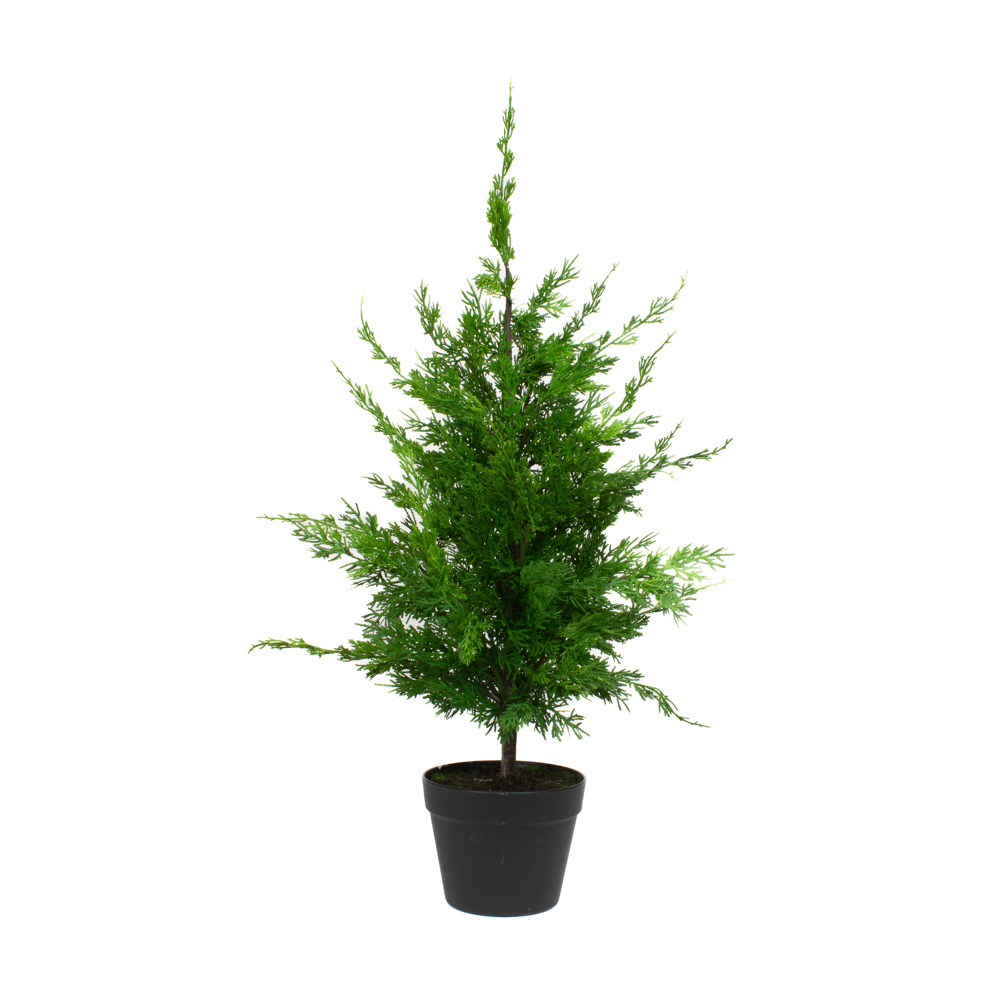 LEYLAND-CYPRESS-36INCH-