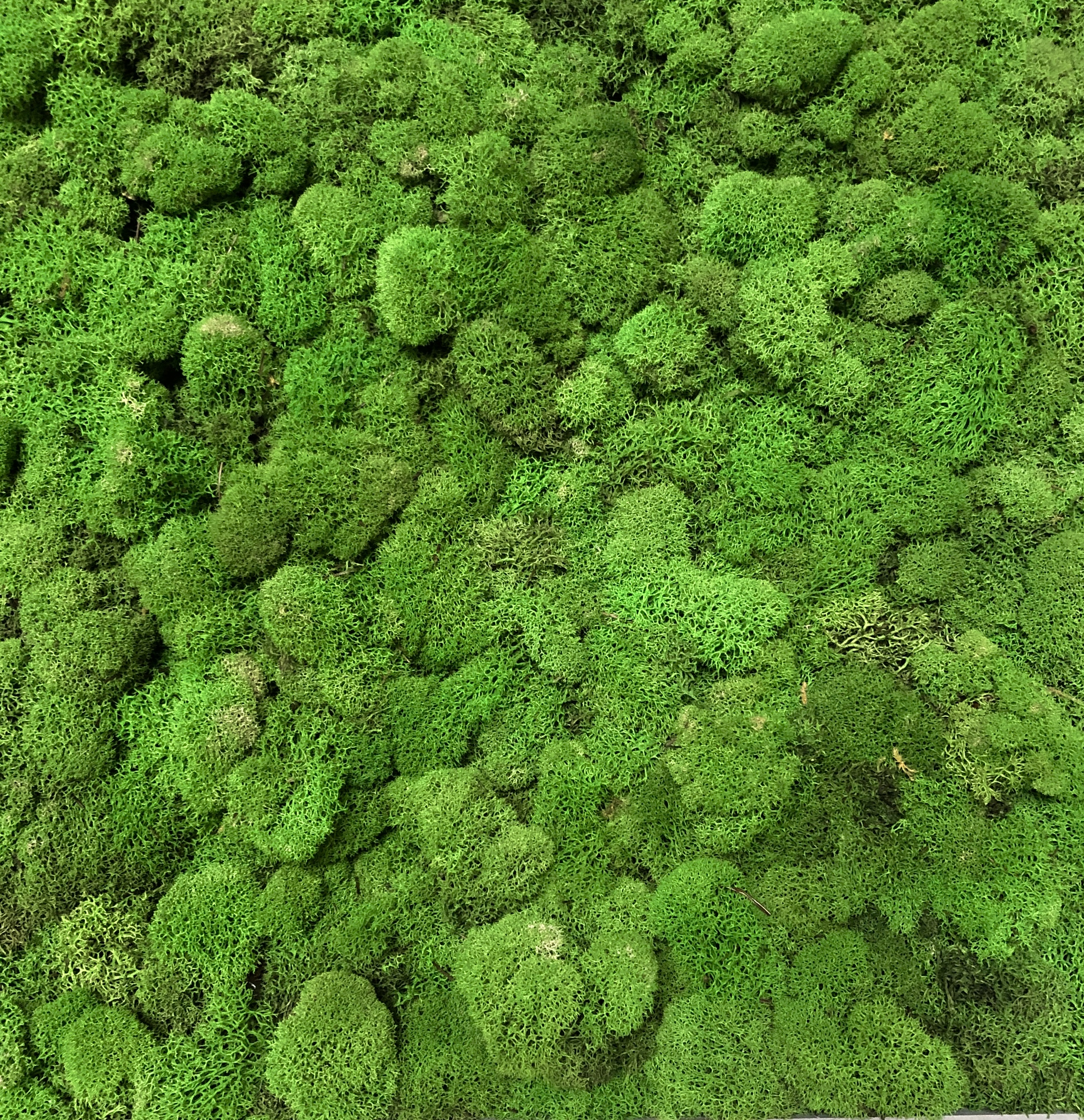 邦楽 blahrmy/duck's moss village BLAHRMY - DUCK'S MOSS VILLAGE [CD] MOSS DUCK RECORDS (2010