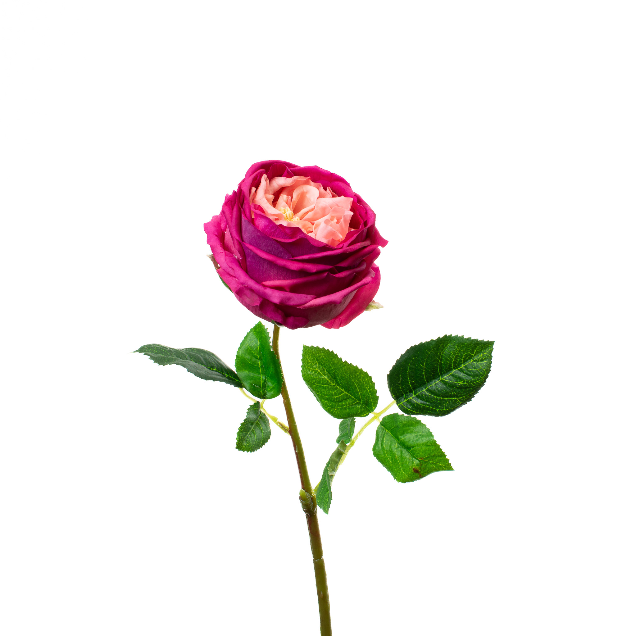 REAL TOUCH FUCHSIA 17