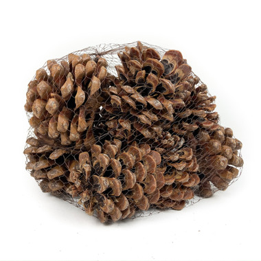 PINE CONE PINEA NATURAL - 12 PIECES - Mills Floral Company