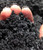 Close up of loose biochar.
