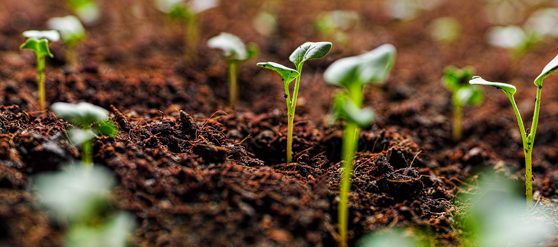 homepage-carousel-seedlings-soil.jpg