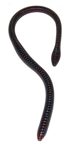 ER 16" Worm Plum Blue Glitter 10 Bulk Count - Image 1
