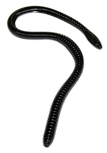 ER 16" Worm Black 10 Bulk Count ER 16" Worm Black 10 Bulk Count